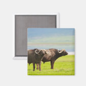 afrikanische Büffel Magnet (Vorderseite/Rückseite)
