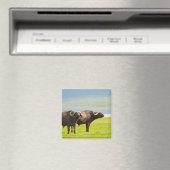 afrikanische Büffel Magnet (In Situ (Geschirrspüler))
