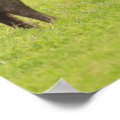 afrikanische Büffel Poster (Ecke)