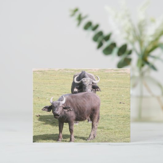 afrikanische Büffel Postkarte (Stehend Vorderseite)