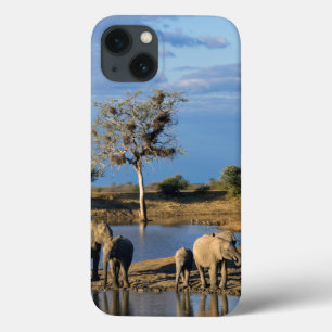 Afrikanische Busch-Elefanten (Loxodonta Africana) iPhone 13 Hülle