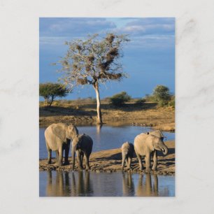 Afrikanische Busch-Elefanten (Loxodonta Africana) Postkarte
