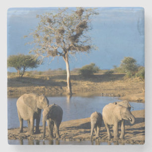 Afrikanische Busch-Elefanten (Loxodonta Africana) Steinuntersetzer