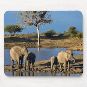 Afrikanische Buschelefanten (Loxodonta Africana) Mousepad