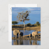 Afrikanische Bush-Elefanten (Loxodonta Africana) Postkarte (Vorne/Hinten)