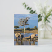 Afrikanische Bush-Elefanten (Loxodonta Africana) Postkarte (Stehend Vorderseite)