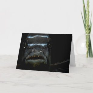 Afrikanische Cichlid-Gruß-Karte Karte