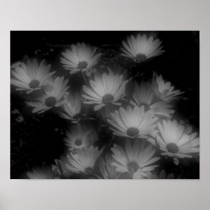 Afrikanische Daisy-Blume Schwarz-weiß Poster