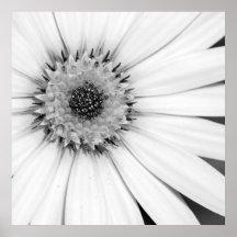 Afrikanische Daisy Monochrome Floral