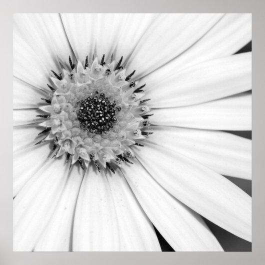 Afrikanische Daisy Monochrome Floral Poster (Vorne)