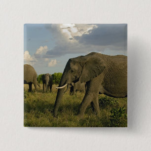 Afrikanische Elefanten grasen, Loxodonta africana, Button