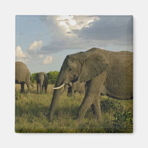 Afrikanische Elefanten grasen, Loxodonta africana, Magnet