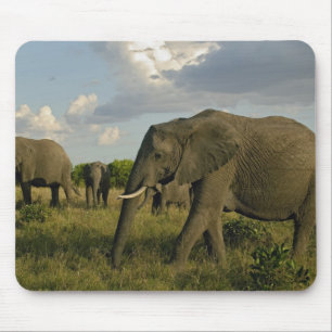 Afrikanische Elefanten grasen, Loxodonta africana, Mousepad