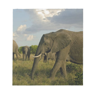 Afrikanische Elefanten grasen, Loxodonta africana, Notizblock