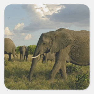 Afrikanische Elefanten grasen, Loxodonta africana, Quadratischer Aufkleber