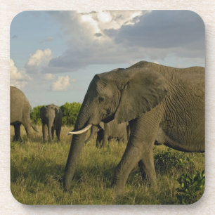 Afrikanische Elefanten grasen, Loxodonta africana, Untersetzer
