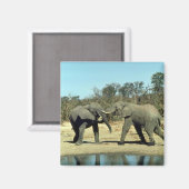 Afrikanische Elefanten kämpfen Magnet (Vorderseite/Rückseite)