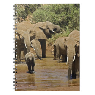 Afrikanische Elefanten, Loxodonta Africana, Sambur Notizblock