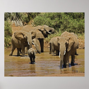 Afrikanische Elefanten, Loxodonta Africana, Sambur Poster