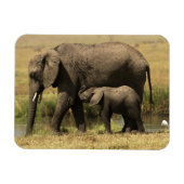 Afrikanische Elefanten Magnet (Horizontal)