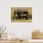 Afrikanische Elefanten Poster (Küche)