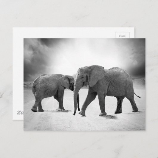 Afrikanische Elefanten Postkarte (Vorne/Hinten)