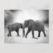 Afrikanische Elefanten Postkarte (Vorderseite)