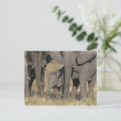 Afrikanische Elefanten Postkarte (Stehend Vorderseite)