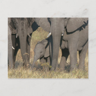 Afrikanische Elefanten Postkarte