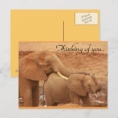 Afrikanische Elefanten Postkarte (Vorne/Hinten)