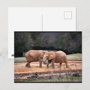 Afrikanische Elefanten Postkarte
