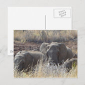 Afrikanische Elefanten Postkarte (Vorne/Hinten)