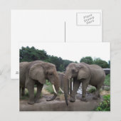 Afrikanische Elefanten Postkarte (Vorne/Hinten)
