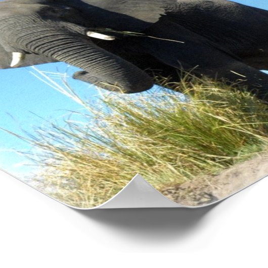 afrikanische Elefantendrucke Poster (Ecke)