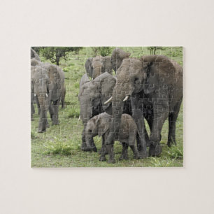 afrikanische Elefantenherde, Loxodonta africana, 2 Puzzle
