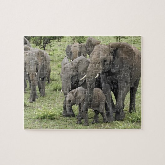 afrikanische Elefantenherde, Loxodonta africana, 2 Puzzle (Horizontal)