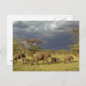afrikanische Elefantenherde, Loxodonta africana, Postkarte (Vorne/Hinten)