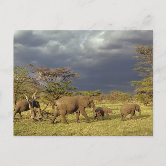 afrikanische Elefantenherde, Loxodonta africana, Postkarte (Vorderseite)