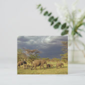 afrikanische Elefantenherde, Loxodonta africana, Postkarte (Stehend Vorderseite)