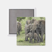 Afrikanische Elefantenherde Magnet (Vorderseite/Rückseite)