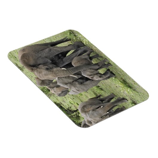 Afrikanische Elefantenherde Magnet (Rechte Seite)