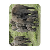 Afrikanische Elefantenherde Magnet (Vertikal)