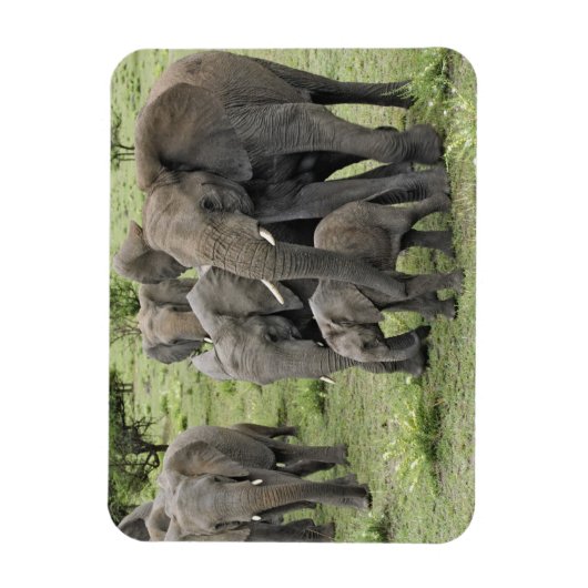 Afrikanische Elefantenherde Magnet (Vertikal)