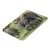 Afrikanische Elefantenherde Magnet (Linke Seite)