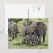 Afrikanische Elefantenherde Postkarte (Vorne/Hinten)