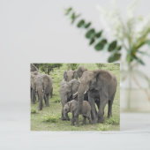 Afrikanische Elefantenherde Postkarte (Stehend Vorderseite)