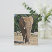 Afrikanische Elefantenpostkarte Postkarte (Stehend Vorderseite)