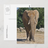 Afrikanische Elefantenpostkarte Postkarte (Vorne/Hinten)