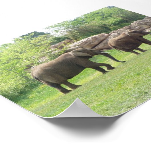 AFRIKANISCHE ELEPHANE POSTER (Ecke)