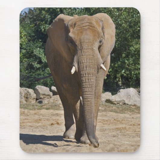 Afrikanische Elephant Mousemat Mousepad (Vorne)